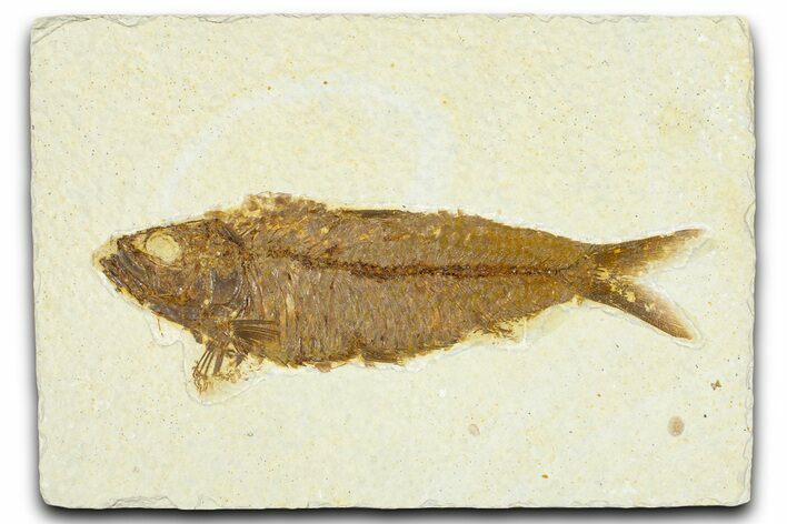 Detailed Fossil Fish (Knightia) - Wyoming #367442
